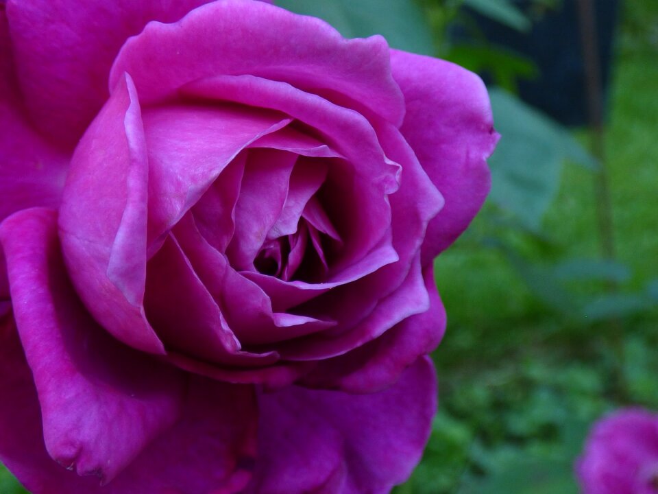 Flower rosebush purple