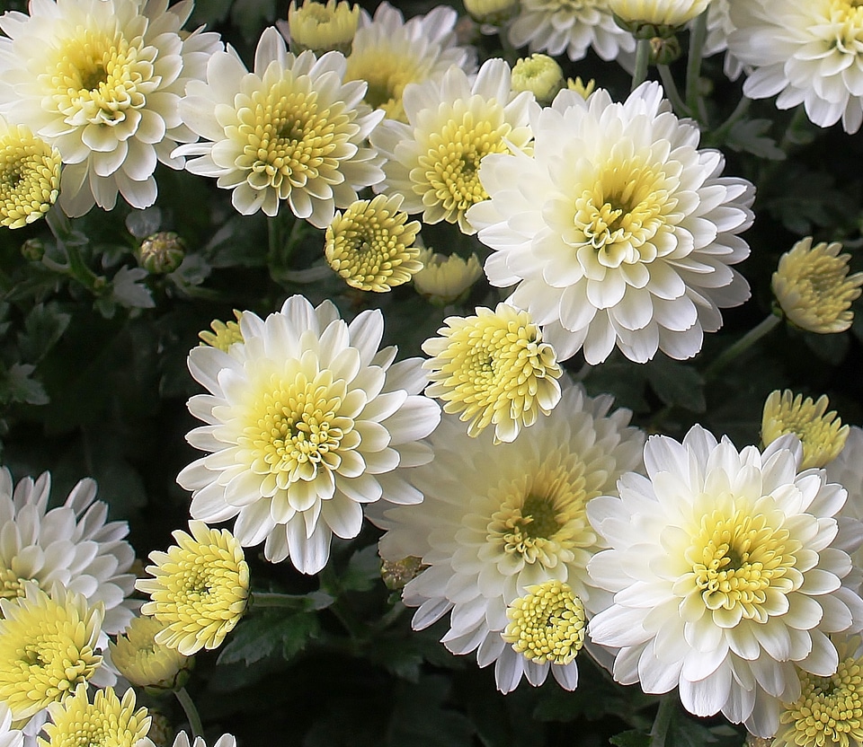 White beautiful autumn flowers photo