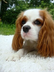 Pet cocker spaniel puppy photo