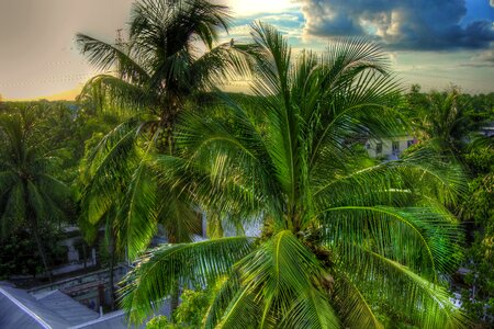 Green tree coconut nature