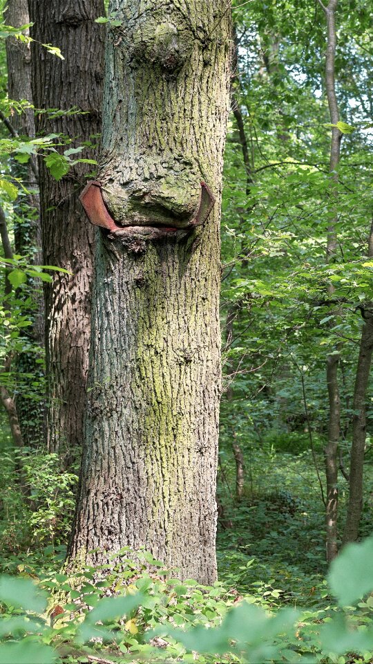 Nature deciduous forest directory