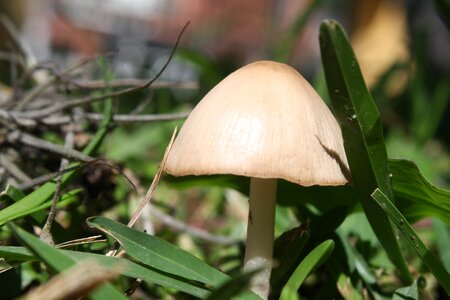 Fungus miniature nature