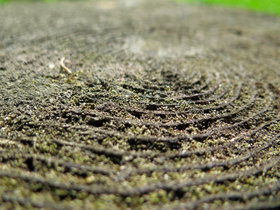 Texture surface natural
