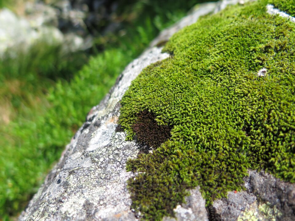 Forest slovakia hike