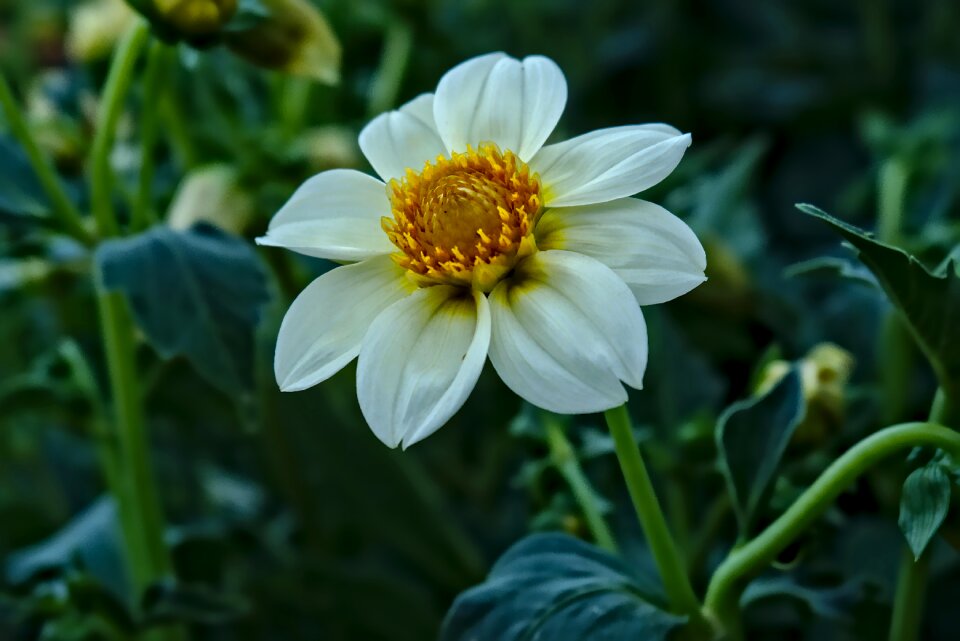 Yellow summer flowers white flower