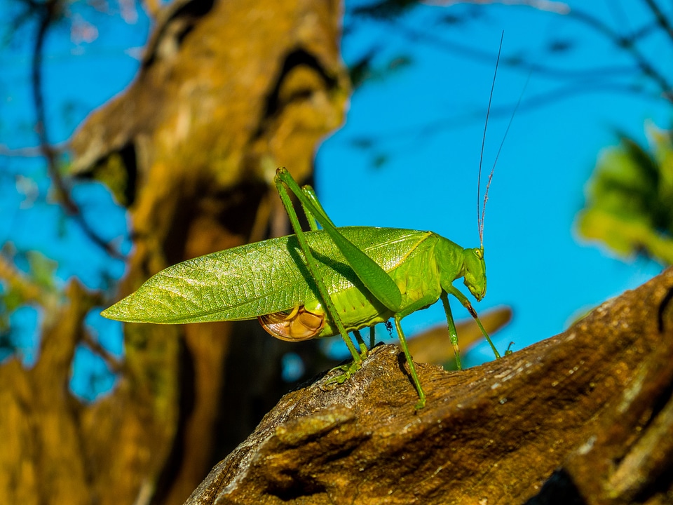 Insect close up green