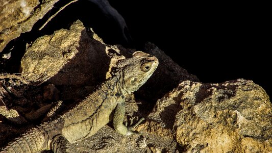 Reptile fauna animal