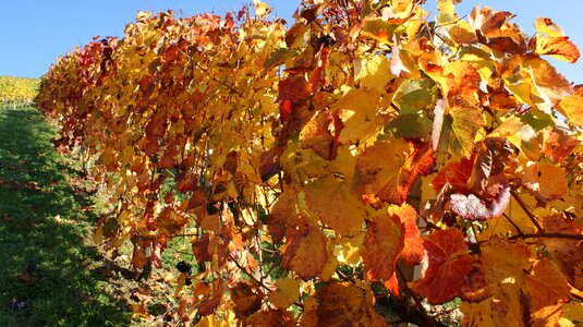 Vineyard southern styria hills