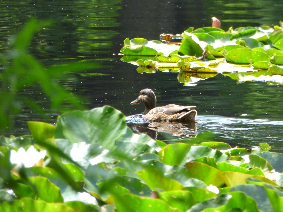 Water swim bird
