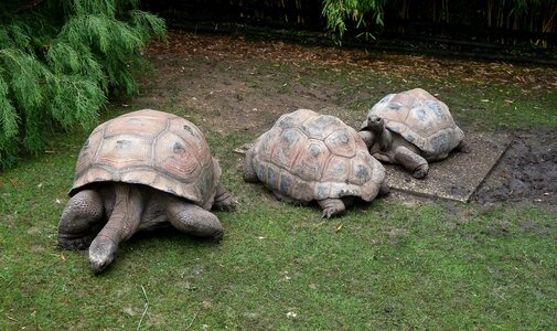 Carapace scales zoo