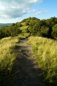 Mountain summit vegetation