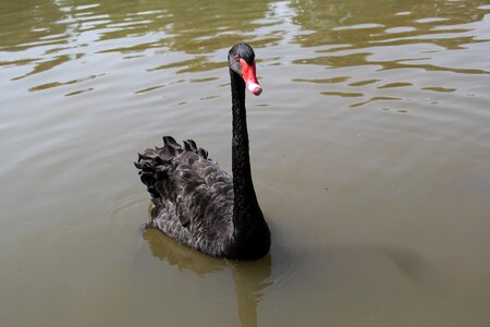 Black swan park leisure
