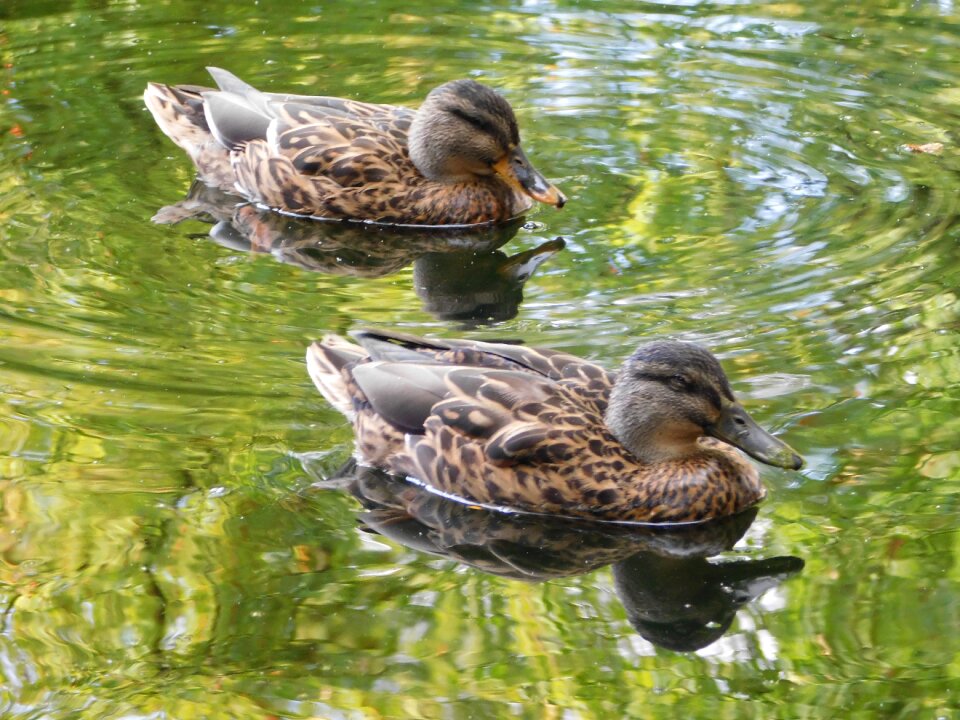 Waterfowl two ducks at the pond photo