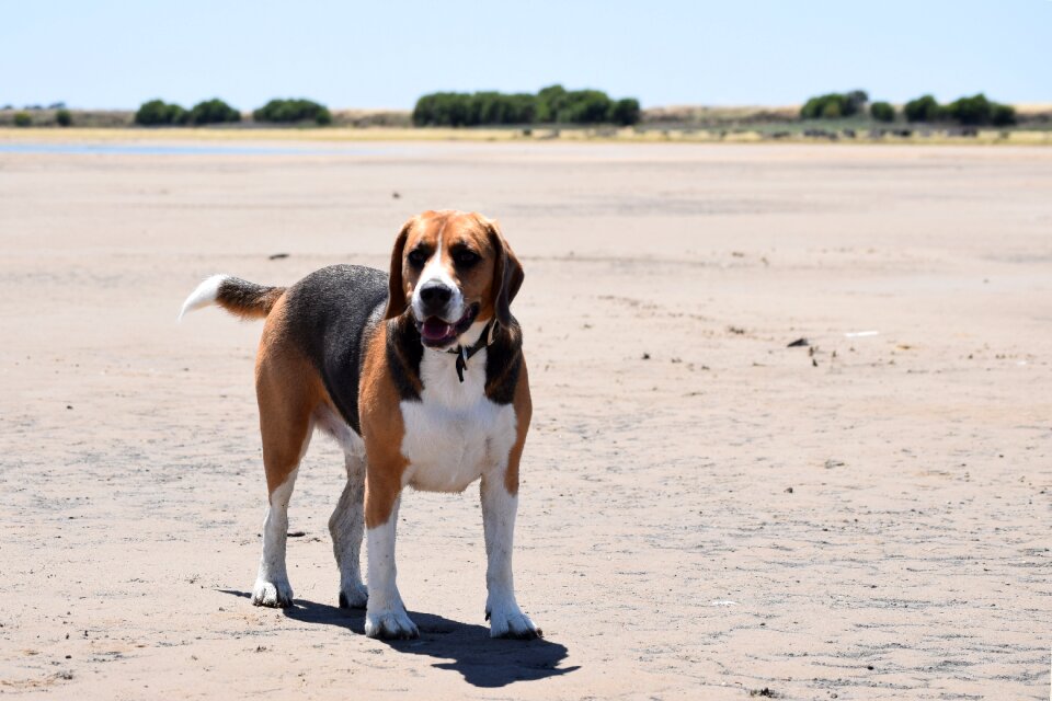 Big beagle alert brown