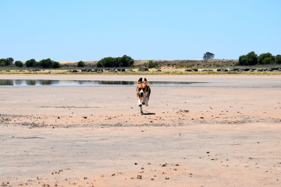 Brown white animal