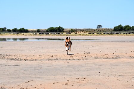 Brown white animal