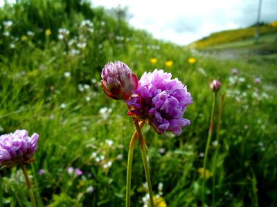 Field fleur des champs spring