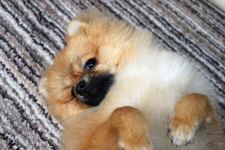 Pomerannian pet lie