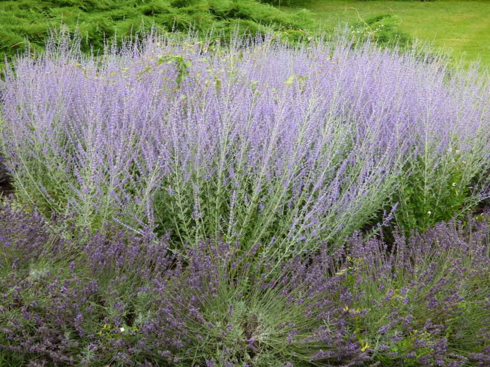 The smell of field purple flower