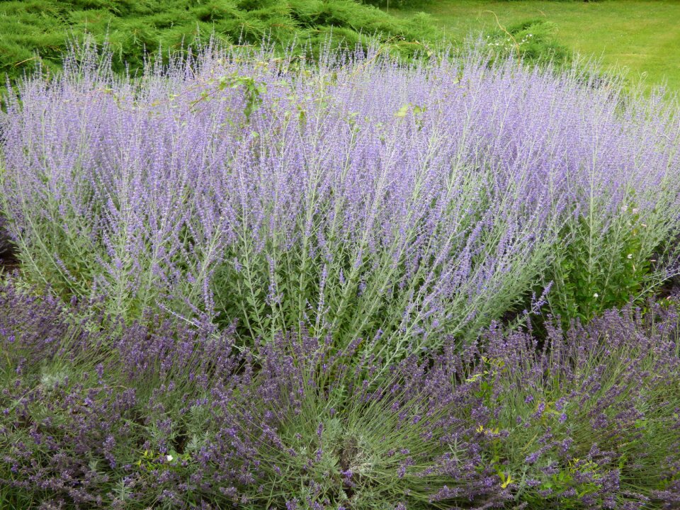 The smell of field purple flower photo