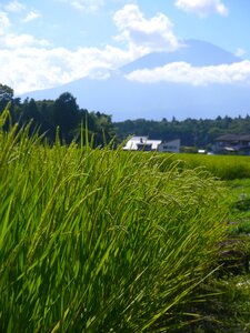 Green yellow-green paddy field