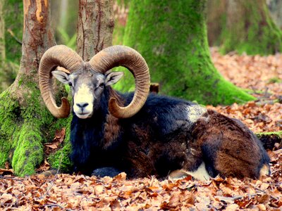 Male wild animal horned