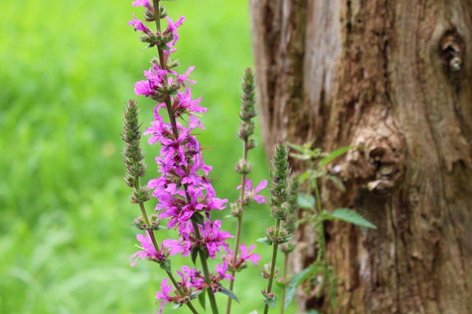 Blossom bloom purple flower