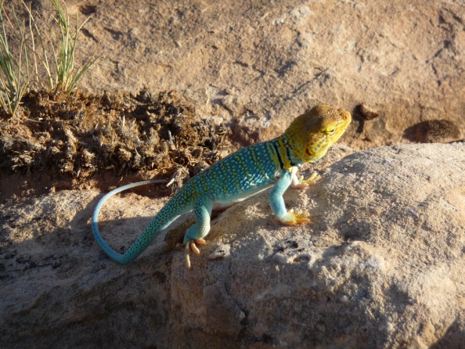 Lizard colored lizzard Free photos
