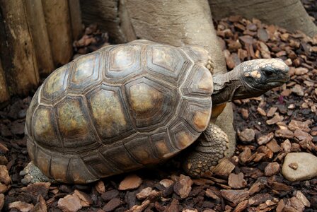 Reptiles tortoise shield photo