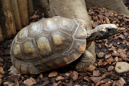 Reptiles tortoise shield