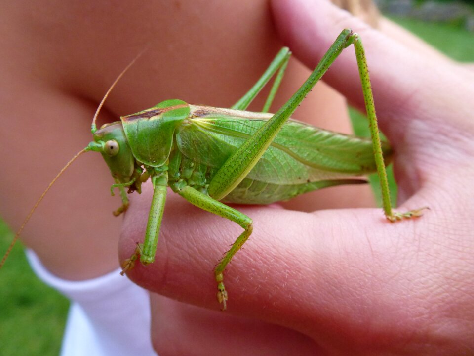 Heupferdchen hand insect