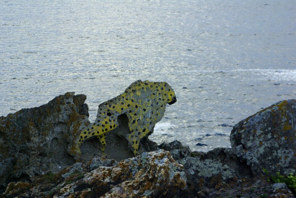 Leopard galicia sea
