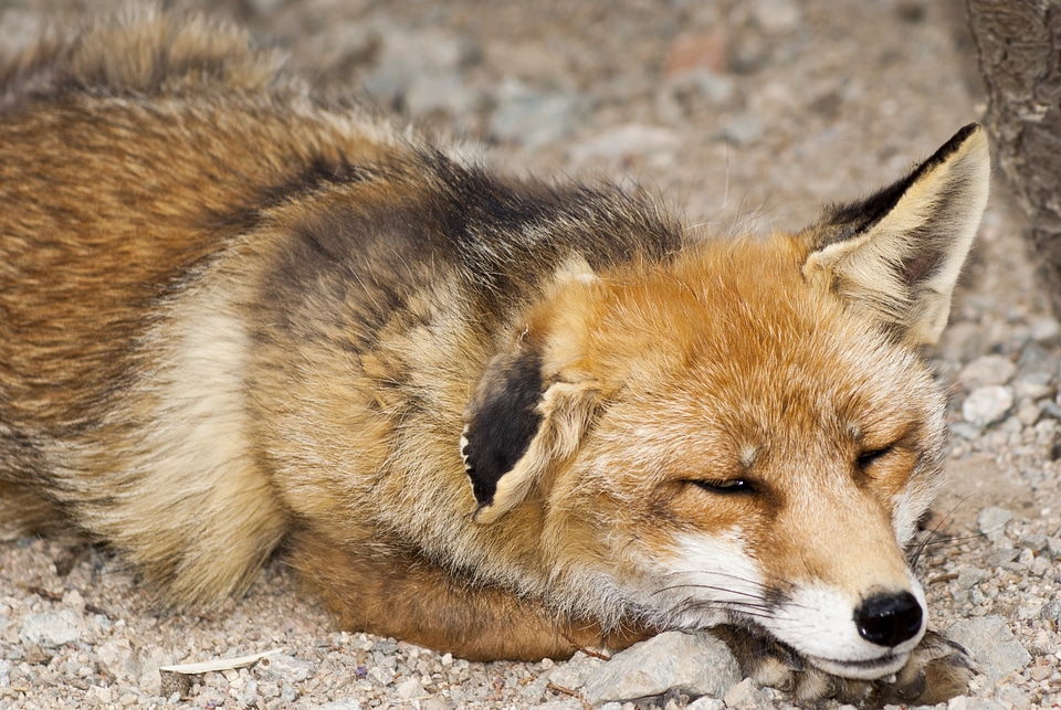 Nature asleep animals