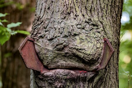 Nature deciduous forest directory