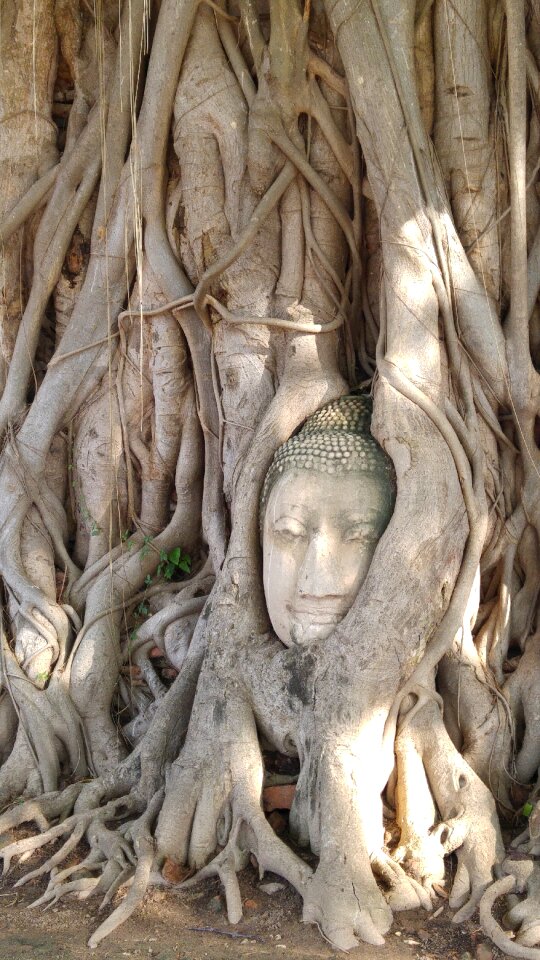 Buddha head tree
