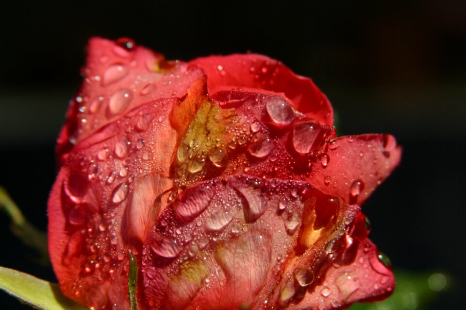 Rose dewdrops sunlight