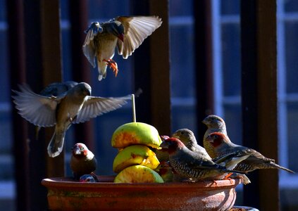 Garden food outdoors