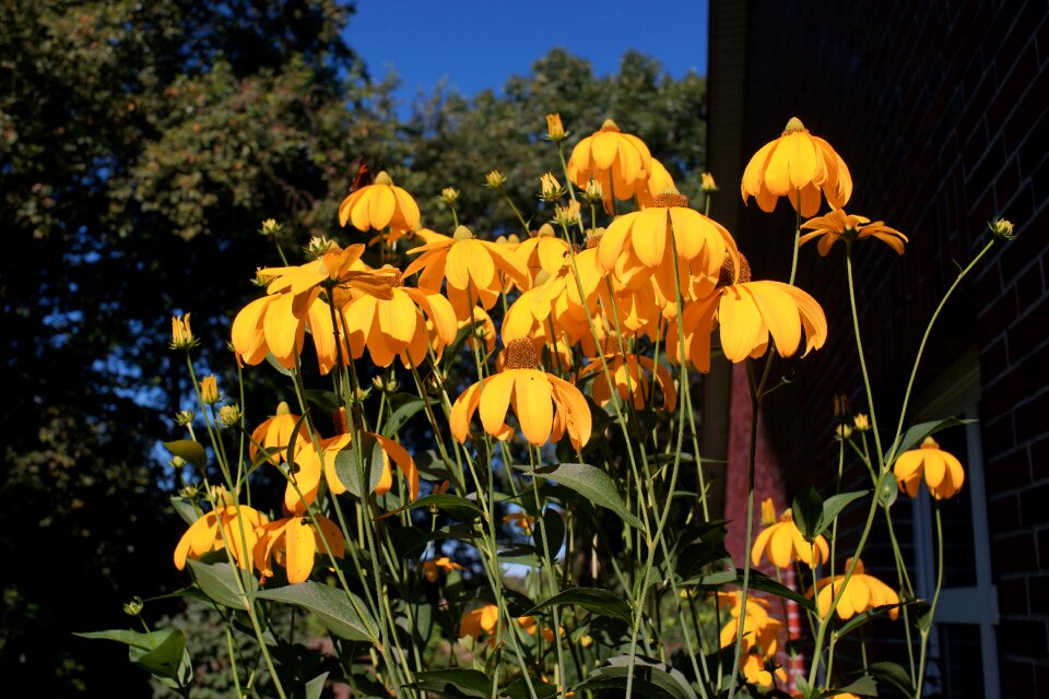 Yellow plant close up