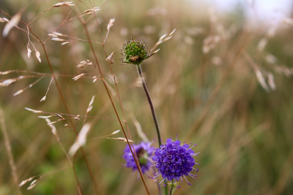 Straw purple flower nature