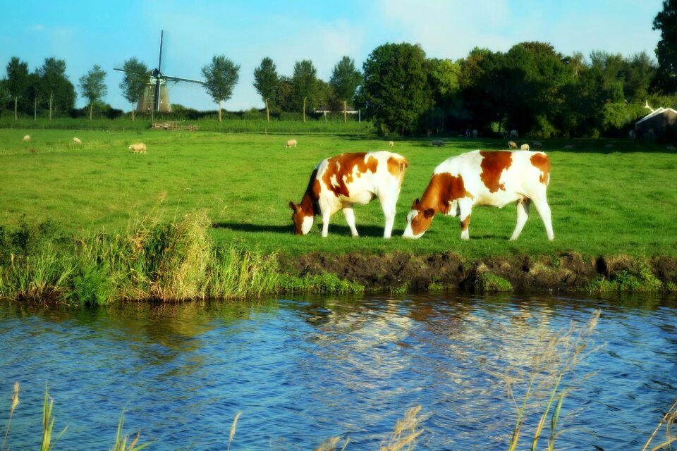 Cows grass polder
