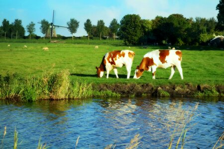 Cows grass polder photo