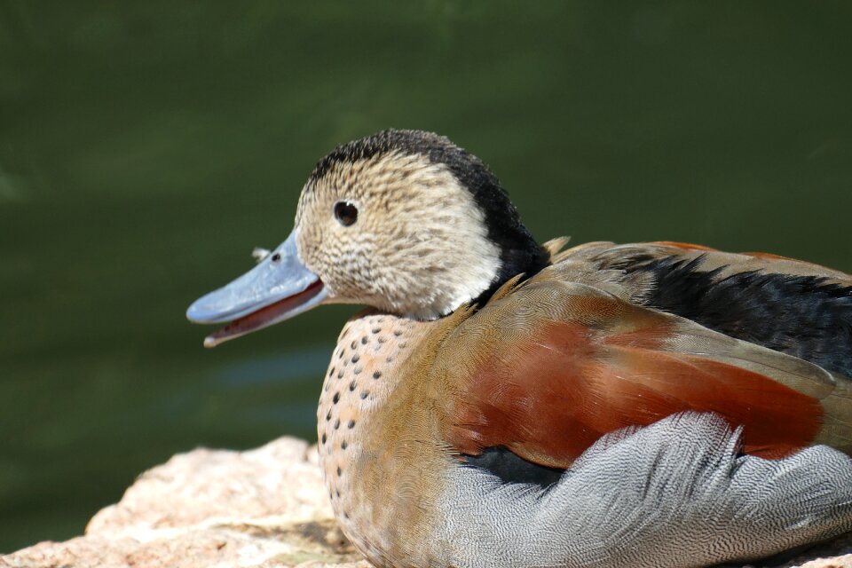 Duck duck bird plumage