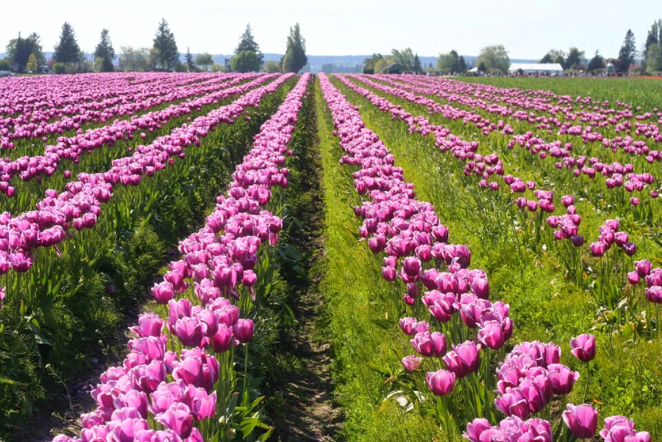 Nature romantic washington