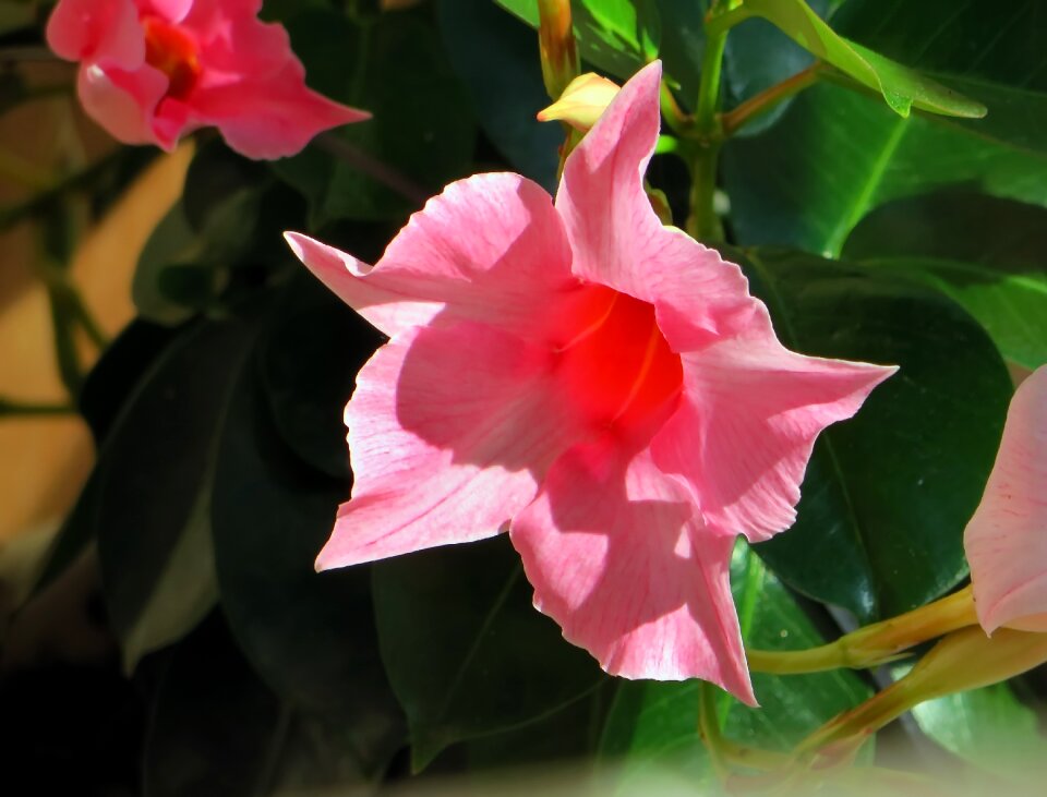 Pink flora botany