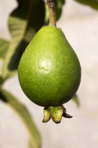 Nature brazilian food