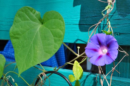 Bloom bloom summer