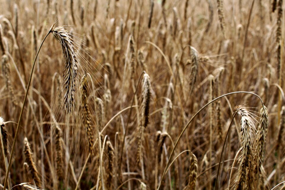 Spike field cornfield