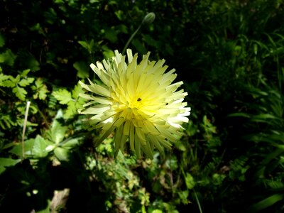 Fleur des champs country nature