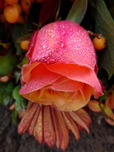 Dew macro drops photo