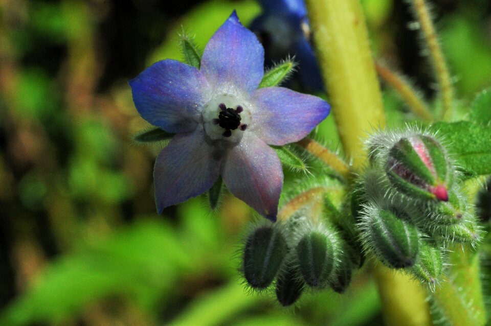 Borretschblüte close up cucumber herb